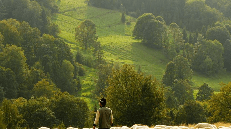 Carving - professional stock photography